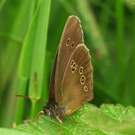 Ard'envie Vakantiewoning - 호우팔리제