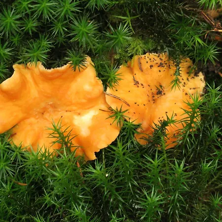 B&B Ard'envie Vakantiewoning -